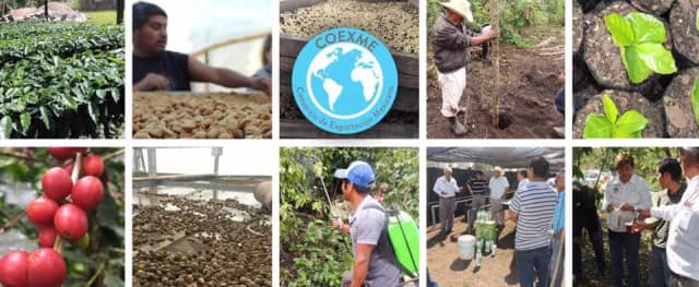 Co-fundación de Grupo Coexme, A.C., organización de capacitación y consultoría para el sector cafetero mexicano.